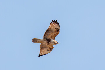 狩りのために葦原を飛翔する美しいノスリ（タカ科）
英名学名：Eastern Buzzard (Buteo japonicus, family comprising hawks)
神奈川県平塚市、岡崎の田んぼ-2025年
