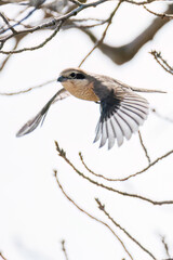 飛翔する美しいモズ（モズ科）
英名学名：Bull-headed shrike (Lanius bucephalus)
神奈川県平塚市、岡崎の田んぼ-2025年
