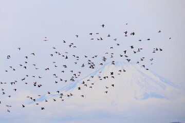背景に雄大な富士山。美しく冠雪している。
彼らを狙う美しいオオタカ（タカ科）と
飛翔する美しいカワラバト（ハト科）の大群。
英名学名：Rock Pigeon (Columba livia)
Northern Goshawk, Accipiter gentilis
神奈川県平塚市、岡崎の田んぼ-2025年
