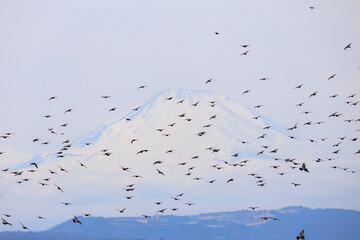 背景に雄大な富士山。美しく冠雪している。
彼らを狙う美しいオオタカ（タカ科）と
飛翔する美しいカワラバト（ハト科）の大群。
英名学名：Rock Pigeon (Columba livia)
Northern Goshawk, Accipiter gentilis
神奈川県平塚市、岡崎の田んぼ-2025年
