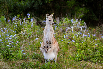 Mother Kangaroo with Joey