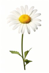 Beautiful daisy flower background petals white.