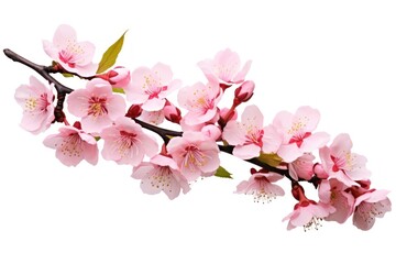 Obraz premium Beautiful pink cherry blossom flowers on a branch blossoms floral spring.