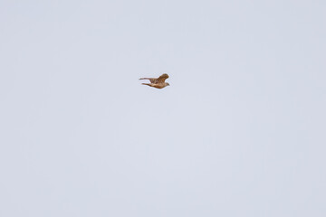 彼らを狙う美しいオオタカ（タカ科）と
飛翔する美しいカワラバト（ハト科）の大群。
英名学名：Rock Pigeon (Columba livia)
Northern Goshawk, Accipiter gentilis
神奈川県平塚市、岡崎の田んぼ-2025年

