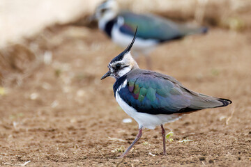 構造色が美しい田んぼの貴婦人ことタゲリ（チドリ科）の群れ
英名学名：Northern Lapwing (Vanellus vanellus, family comprising Charadriidae) 
神奈川県平塚市、岡崎の田んぼ-2025年
