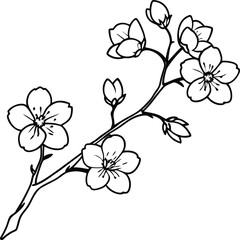 Delicate Cherry Blossom Line Art Vector