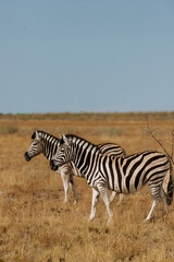 Zebras in Africa