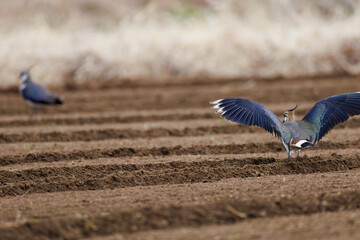 飛翔する構造色が美しい田んぼの貴婦人ことタゲリ（チドリ科）
英名学名：Northern Lapwing (Vanellus vanellus, family comprising Charadriidae) 
神奈川県平塚市、岡崎の田んぼ-2025年
