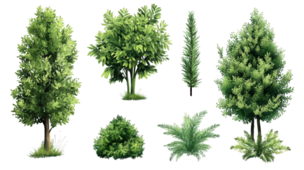 collection of various types of trees and shrubs. showcasing different shapes and sizes of foliage. including a tall conifer. broadleaf trees. and a bushy shrub this illustration serves as a graphic re