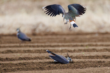 同族と喧嘩している。
飛翔する構造色が美しい田んぼの貴婦人ことタゲリ（チドリ科）
英名学名：Northern Lapwing (Vanellus vanellus, family comprising Charadriidae) 
神奈川県平塚市、岡崎の田んぼ-2025年
