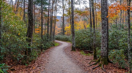 Obraz premium Winding trail through autumn forest with colorful foliage.