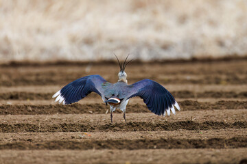 飛翔する構造色が美しい田んぼの貴婦人ことタゲリ（チドリ科）
英名学名：Northern Lapwing (Vanellus vanellus, family comprising Charadriidae) 
神奈川県平塚市、岡崎の田んぼ-2025年
