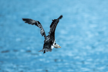 Sunset Avenue is a semi-circular seaside street that encircles Village Bay, offering beautiful scenic views along the way. it is located in Lake Macquarie.