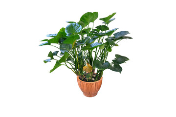 Colocasia plant, Giant Elephant Ear (Japanese taro and fern) large fresh green leaves. in a terracotta pot. A popular ornamental plant. (png) Isolated on White background and clipping path.