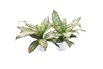 Dieffenbachia amoena trees and shrubs (ficus, fig) with colorful foliage. in white pots for home and garden decoration. Isolated on white background.