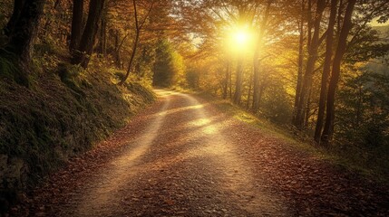 Obraz premium Sun shining through trees on a forest path.