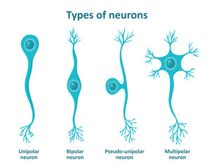 Different types of neurons, nerve cells