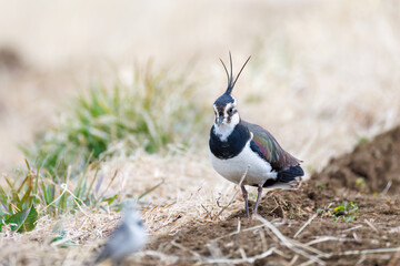 構造色が美しい田んぼの貴婦人ことタゲリ（チドリ科）の群れ
英名学名：Northern Lapwing (Vanellus vanellus, family comprising Charadriidae) 
神奈川県平塚市、岡崎の田んぼ-2025年
