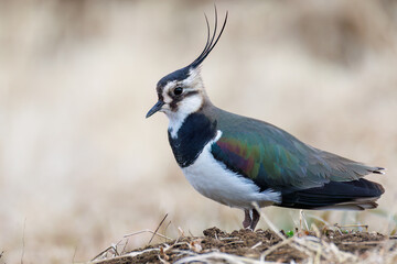 構造色が美しい田んぼの貴婦人ことタゲリ（チドリ科）の群れ
英名学名：Northern Lapwing (Vanellus vanellus, family comprising Charadriidae) 
神奈川県平塚市、岡崎の田んぼ-2025年
