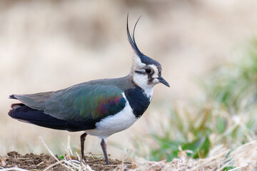 構造色が美しい田んぼの貴婦人ことタゲリ（チドリ科）の群れ
英名学名：Northern Lapwing (Vanellus vanellus, family comprising Charadriidae) 
神奈川県平塚市、岡崎の田んぼ-2025年
