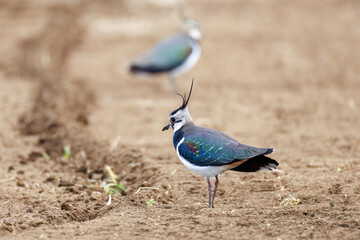 構造色が美しい田んぼの貴婦人ことタゲリ（チドリ科）の群れ
英名学名：Northern Lapwing (Vanellus vanellus, family comprising Charadriidae) 
神奈川県平塚市、岡崎の田んぼ-2025年
