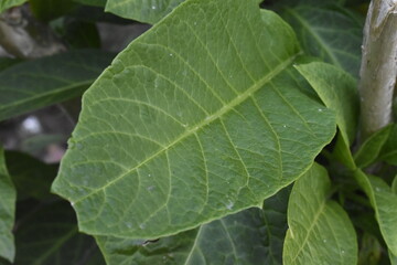 Macro Photography of a Vibrant Green Leaf with Detailed Patterns