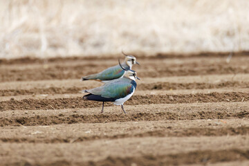 構造色が美しい田んぼの貴婦人ことタゲリ（チドリ科）の群れ
英名学名：Northern Lapwing (Vanellus vanellus, family comprising Charadriidae) 
神奈川県平塚市、岡崎の田んぼ-2025年
