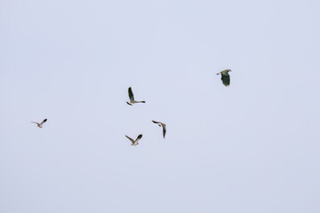 飛翔する構造色が美しい田んぼの貴婦人ことタゲリ（チドリ科）の群れ
英名学名：Northern Lapwing (Vanellus vanellus, family comprising Charadriidae) 
神奈川県平塚市、岡崎の田んぼ-2025年
