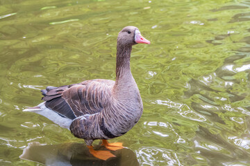 Greater White-fronted Goose (Anser albifrons) standing on the green shore of the pond.