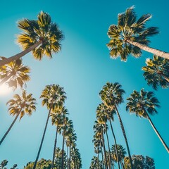 Palm trees, sunny sky, road, travel