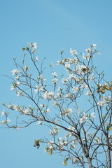Spring white pear blossoms