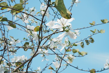 Spring white pear blossoms