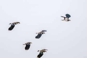 飛翔する構造色が美しい田んぼの貴婦人ことタゲリ（チドリ科）の群れ
英名学名：Northern Lapwing (Vanellus vanellus, family comprising Charadriidae) 
神奈川県平塚市、岡崎の田んぼ-2025年
