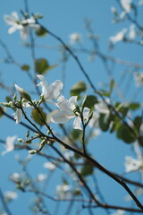 Spring white pear blossoms