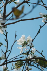 Spring white pear blossoms