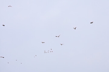 飛翔する構造色が美しい田んぼの貴婦人ことタゲリ（チドリ科）の群れ
英名学名：Northern Lapwing (Vanellus vanellus, family comprising Charadriidae) 
神奈川県平塚市、岡崎の田んぼ-2025年
