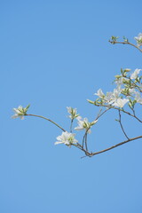 Spring white pear blossoms