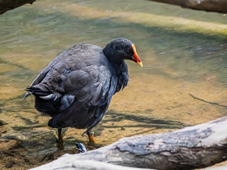  Plain Swamp Hen Wades In Shallows