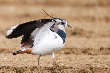 飛翔する構造色が美しい田んぼの貴婦人ことタゲリ（チドリ科）の群れ
英名学名：Northern Lapwing (Vanellus vanellus, family comprising Charadriidae) 
神奈川県平塚市、岡崎の田んぼ-2025年
