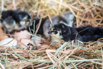 Newborn chickens australorp in a farm. Group of black and gray chicks that have hatched from eggs with eggshell fragments in the straw nest.