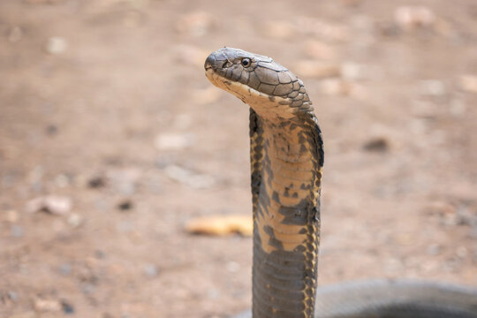 Largest venomous snake dangerous neurotoxin. The face of King Cobra - Ophiophagus bungarus from the southern forests of Thailand in the local language it is called Bong La.