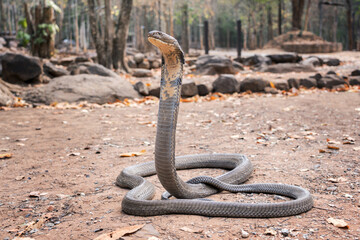 Largest venomous snake dangerous neurotoxin. King Cobra - Ophiophagus bungarus from the southern forests of Thailand in the local language it is called Bong La.