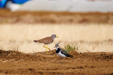 飛翔する美しいケリとタゲリ（チドリ科）の群れ
田んぼの貴族、田んぼの貴婦人
英名学名：Grey-headed Lapwing (Vanellus cinereus, family comprising Charadriidae)
Northern Lapwing (Vanellus vanellus, family comprising Charadriidae) 
神奈川県平塚市、岡崎の田んぼ