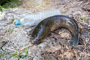 Countryside of Thai life and livelihood by adapted from recycled. Striped snakehead fish - Channa striata from natural trapped by make fishing hook using plastic water bottle on the ground.