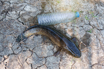 Countryside of Thai life and livelihood by adapted from recycled. Striped snakehead fish - Channa striata from natural trapped by make fishing hook using plastic water bottle on the ground.