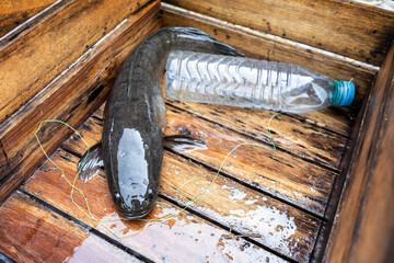 Floating rod adapted from recycled. Striped snakehead fish - Channa striata from natural in wooden...