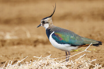 構造色が美しい田んぼの貴婦人ことタゲリ（チドリ科）の群れ
英名学名：Northern Lapwing (Vanellus vanellus, family comprising Charadriidae) 
神奈川県平塚市、岡崎の田んぼ-2025年
