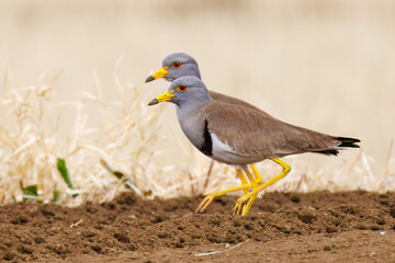 飛翔する美しい田んぼの貴族ことケリ（チドリ科）の群れ
英名学名：Grey-headed Lapwing (Vanellus cinereus, family comprising Charadriidae)
神奈川県平塚市、岡崎の田んぼ-2025年
