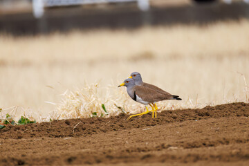 飛翔する美しい田んぼの貴族ことケリ（チドリ科）の群れ
英名学名：Grey-headed Lapwing (Vanellus cinereus, family comprising Charadriidae)
神奈川県平塚市、岡崎の田んぼ-2025年
