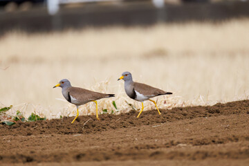 飛翔する美しい田んぼの貴族ことケリ（チドリ科）の群れ
英名学名：Grey-headed Lapwing (Vanellus cinereus, family comprising Charadriidae)
神奈川県平塚市、岡崎の田んぼ-2025年
